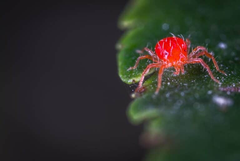 spider mites on basil