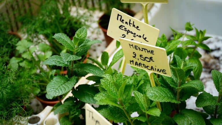 herb garden troubleshooting