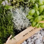 herbs to repel mosquitoes