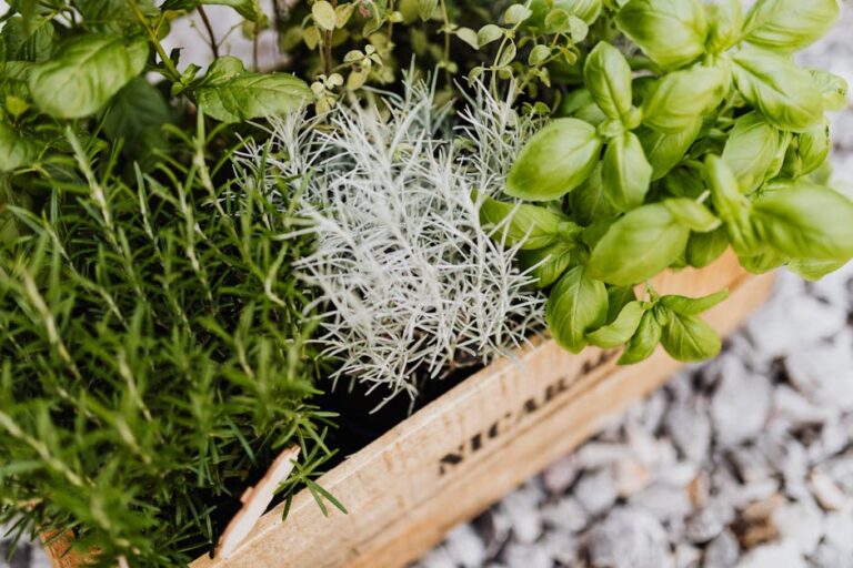 herbs to repel mosquitoes