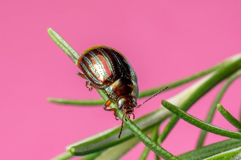 herb garden beetle protection