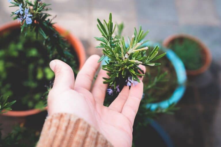 rosemary powdery mildew baking soda