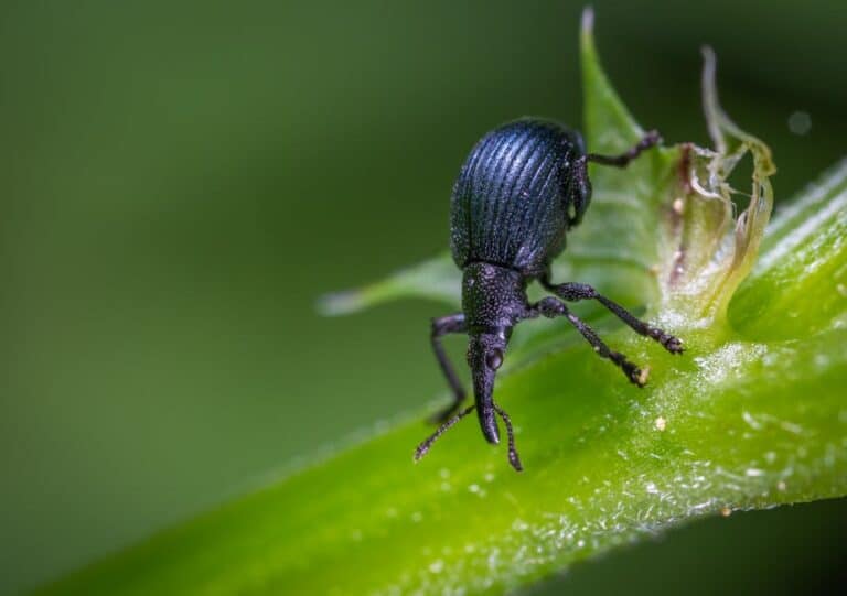 tiny black bugs on chives