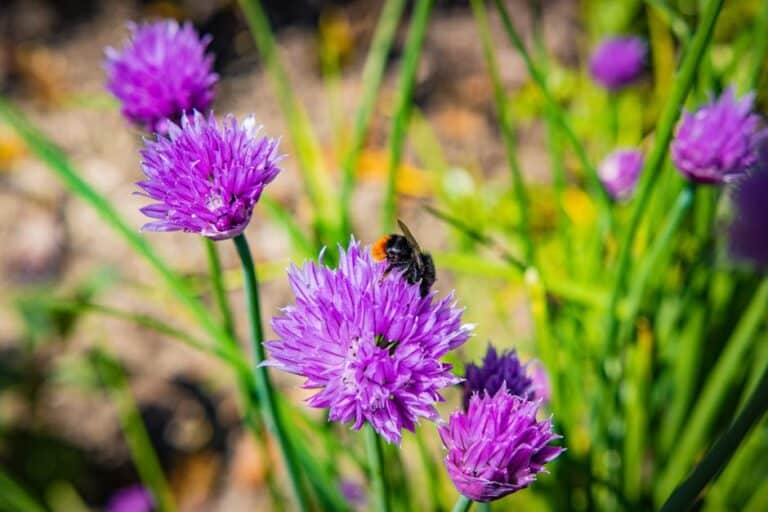 chives insect control methods