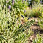 lavender flea beetle control