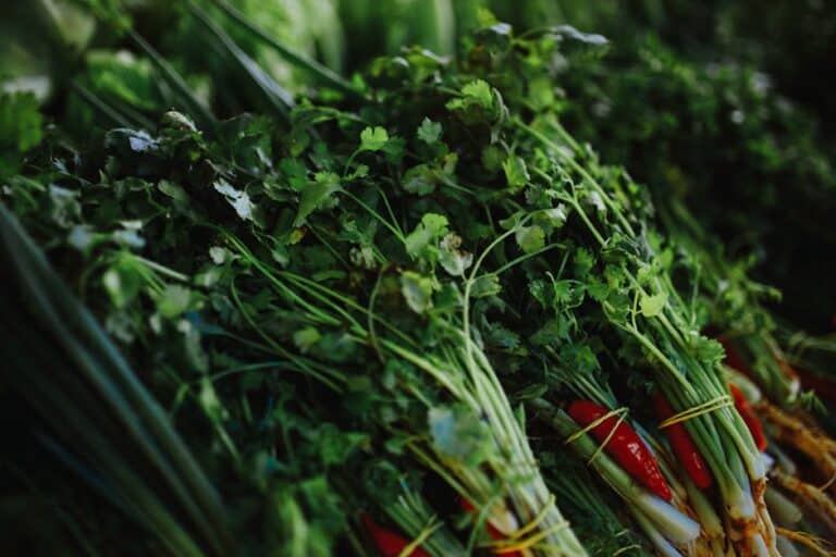 cilantro herb pest remedies