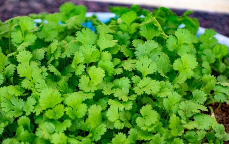 cilantro bug repellent spray