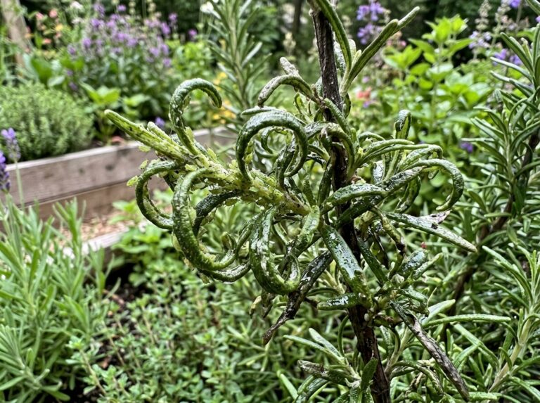 natural remedies for aphids