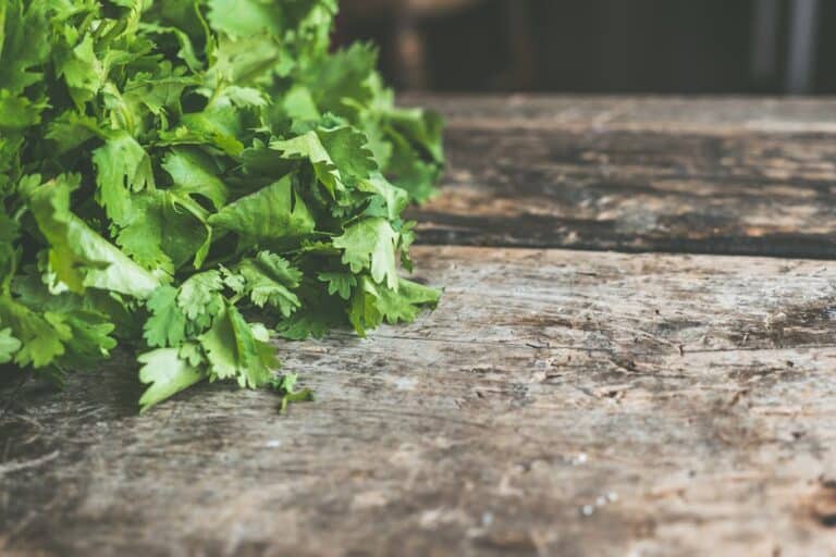 cilantro pest prevention guide