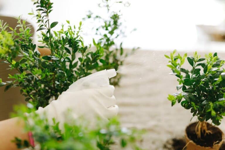 herb garden pest spray