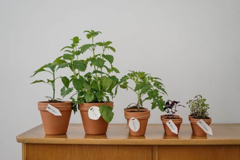 beginner herbs to grow
