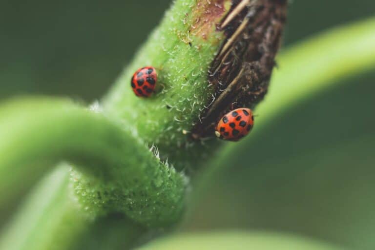 ladybugs for aphid control