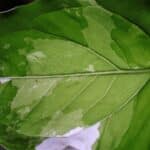 bay leaf fungal disease spray