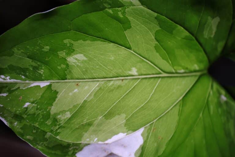 bay leaf fungal disease spray