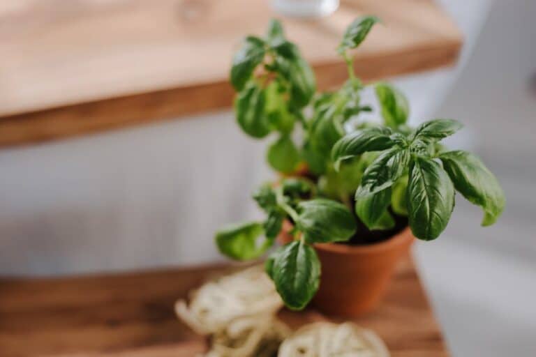 basil plant in pot care
