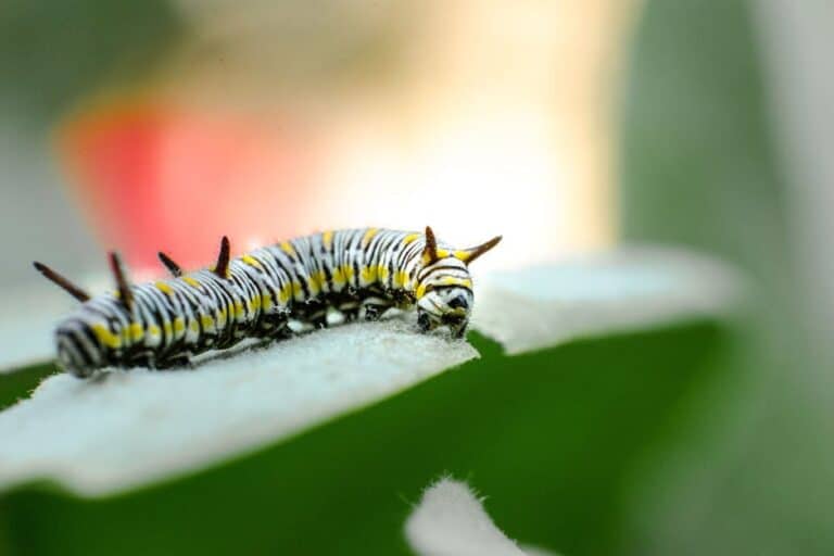 get rid of caterpillars on herbs