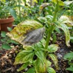 basil plant fungal issues