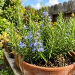 rosemary growing season
