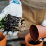 hydrogen peroxide root rot