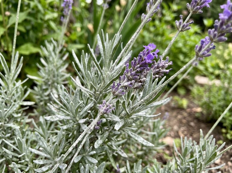 powdery mildew lavender