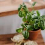 basil plant in a pot